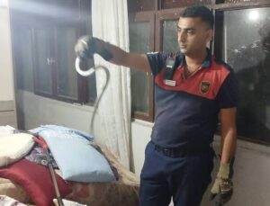 Hatay’ın Dörtyol ve Belen ilçelerinde yılanlar itfaiye ekiplerince doğaya bırakıldı