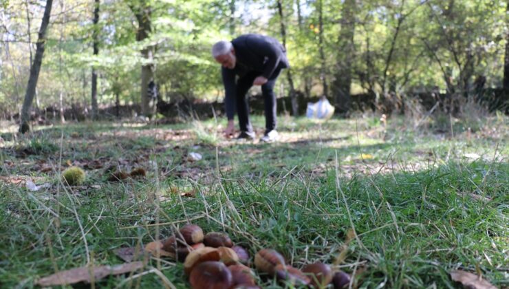 Isparta Yenice’de aralarında 800 yıllık ağaçların bulunduğu kestane hasadı başladı