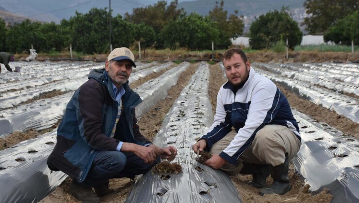 İzmir Menemen’de baba-oğul, 25 yıllık organik tarım mirasını sürdürüyor