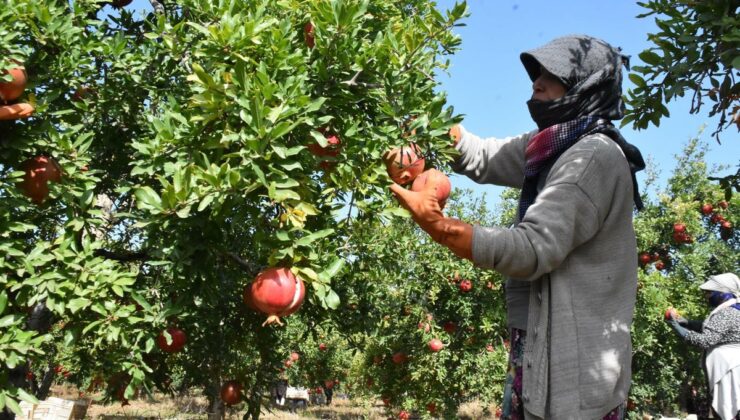 İzmir Selçuk’ta Hicaz narı hasadı başladı, ilk ihracat Selçuk’tan yapılıyor