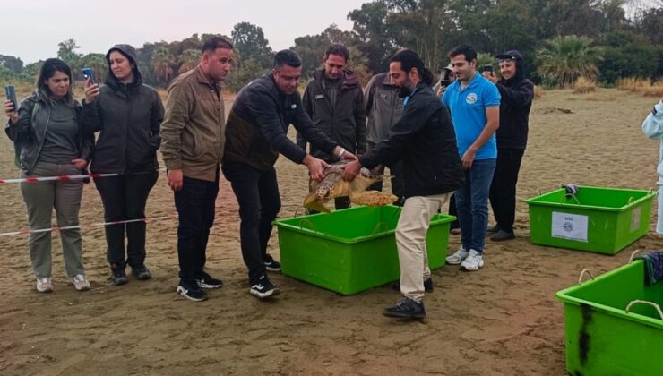 İzmir’de 4 caretta caretta tedavi sonrası denize bırakıldı, DEKAMER toplamı 408 oldu