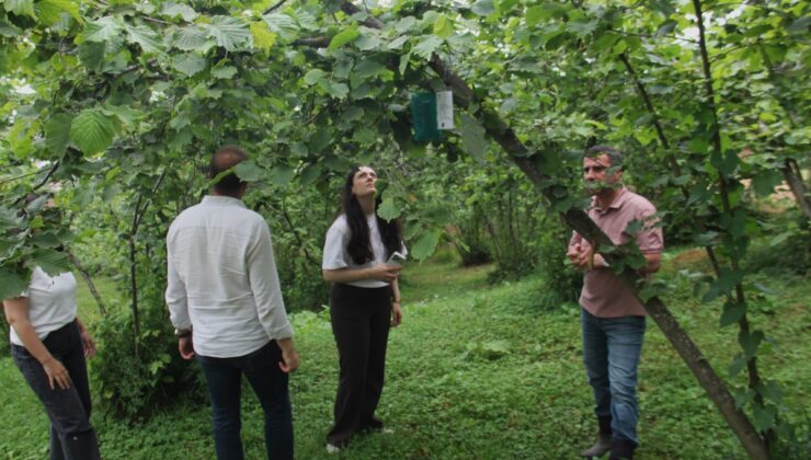 Karadeniz’de fındığı tehdit eden istilacı zararlılar 15 istasyonla takip edilecek
