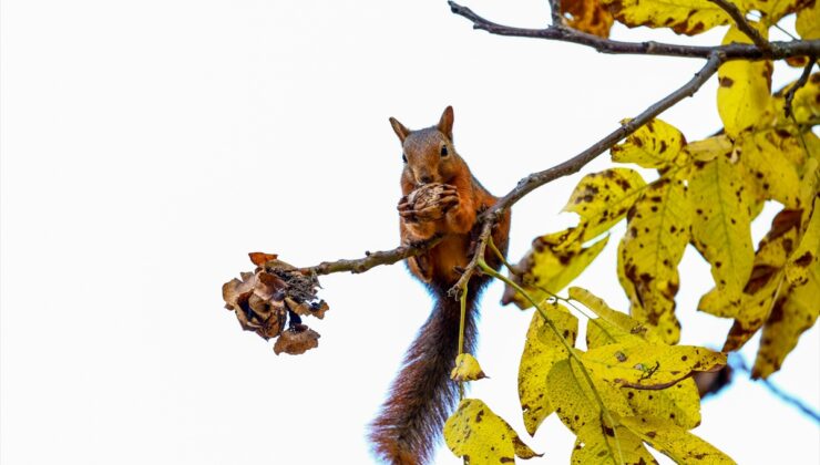 Kastamonu Pınarbaşı’nda ceviz ağacına tırmanan sincap Hocalar köyünde fotoğraflandı