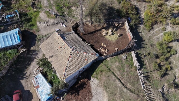 Kastamonu’da ahıra giren kurtlar 18 koyunu telef etti, 500 bin lira zarara yol açtı