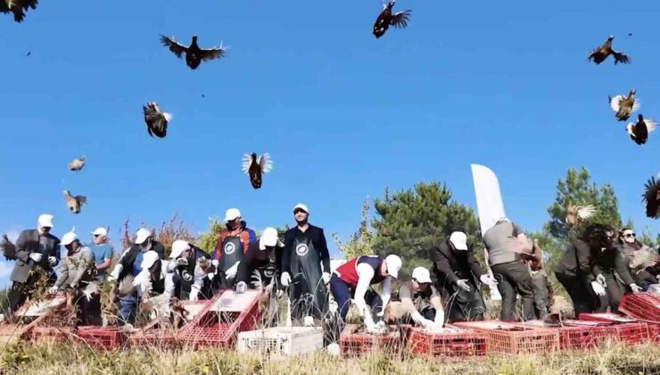 Kastamonu’da ava kapalı sahada sülün popülasyonunu desteklemek için 900 sülün salındı