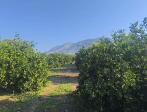 Kozan’da limon üreticileri 30 liradan 7,5 liraya düşen fiyat için destek istiyor