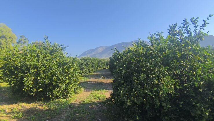 Kozan’da limon üreticileri 30 liradan 7,5 liraya düşen fiyat için destek istiyor