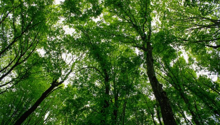 Küresel orman kaybı 2025’te 7 milyon hektara ulaştı, 2030 hedefi geride kaldı