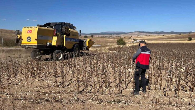 Kütahya Aslanapa’da yüzde 75 hibeli ayçiçeğinde hasat kontrolü yapıldı