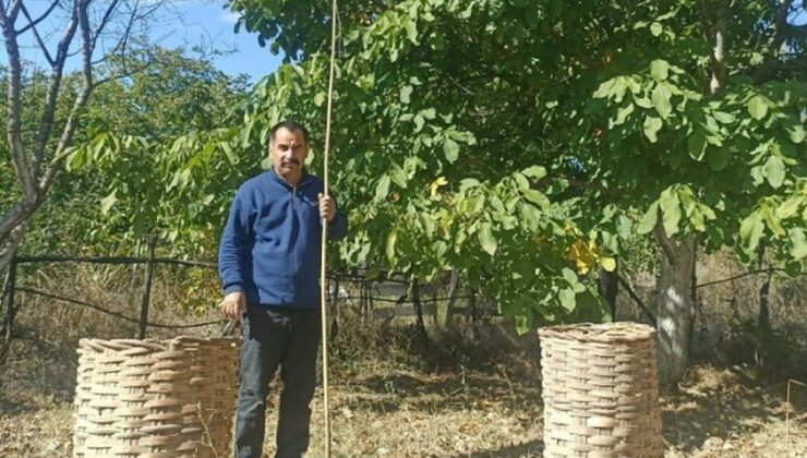 Kütahya Emet’te ceviz mesaisi başladı, üreticiler rekolteden memnun