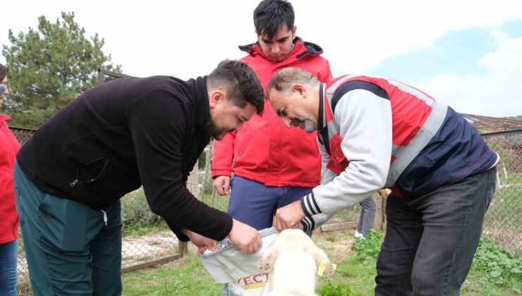 Kütahya Vakıflar Bölge Müdürlüğü sahipsiz hayvanlara mama desteği verdi