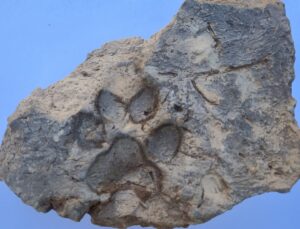 Kütahya’daki Tavşanlı Höyük’te 4 bin yıllık köpek pati izi bulundu! Yangında yıkılan yapının kerpicinde korunmuş