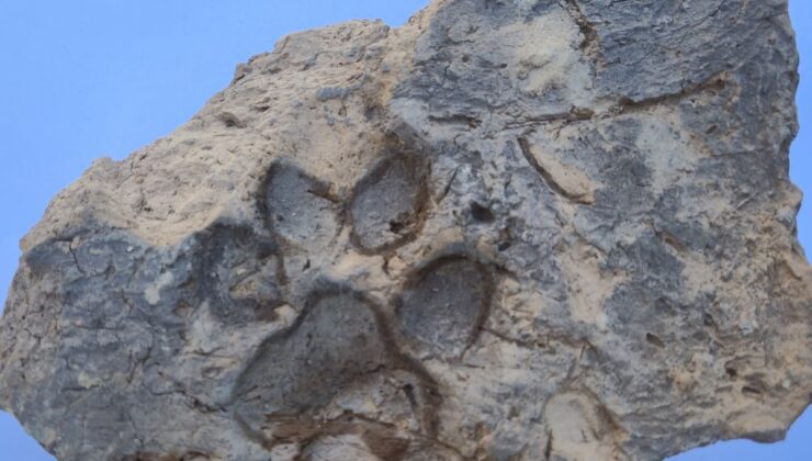 Kütahya’daki Tavşanlı Höyük’te 4 bin yıllık köpek pati izi bulundu! Yangında yıkılan yapının kerpicinde korunmuş