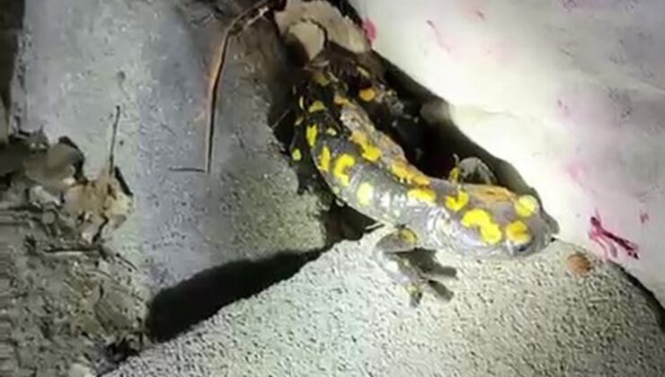 Malatya Doğanşehir’de yağış sonrası sarı benekli semender görüntülendi