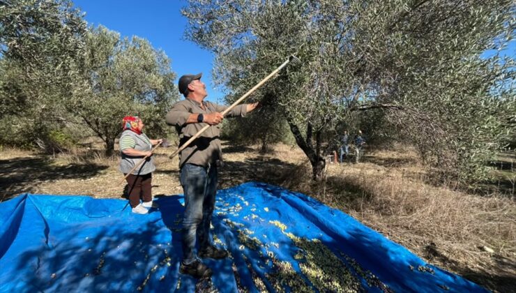 Manavgatlı ödüllü üretici Fettahoğlu, 65 dönümde 7 kuşaktır zeytin üretiyor