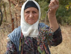 Manisa Demirci’de 78 yaşındaki Zeynep Sönmez, çitlembik toplama geleneğini sürdürüyor