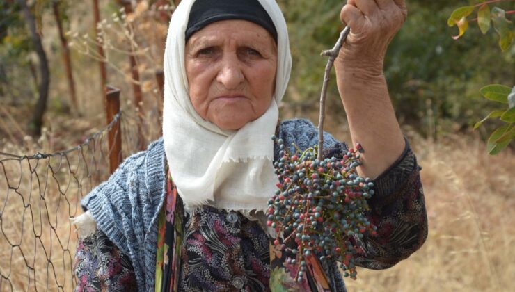 Manisa Demirci’de 78 yaşındaki Zeynep Sönmez, çitlembik toplama geleneğini sürdürüyor