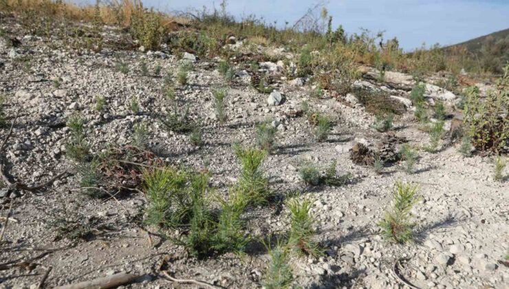 Manisa Saruhanlı’da yanan 260 hektar orman alanında fidan dikimi hazırlığı tamamlandı
