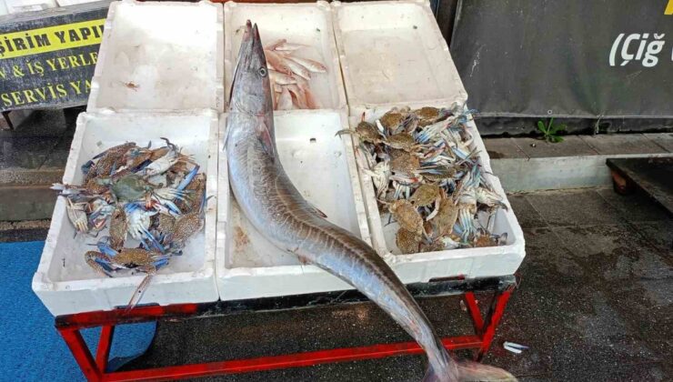Mersin açıklarında 12 kilogramlık ceylan balığı 5 yıl sonra yakalandı