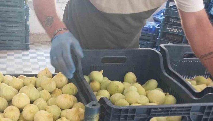 Mersin Mut’ta incir hasadı sona erdi, fiyat 200 liradan 80 liraya indi