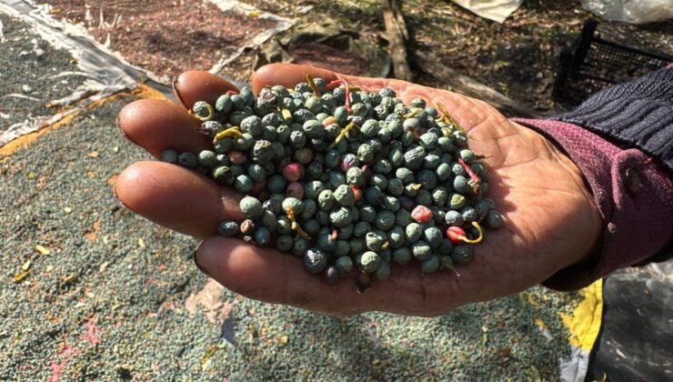 Meyvesi 300, yağı bin 200 liradan satılıyor! Posası bile değerlendiriliyor