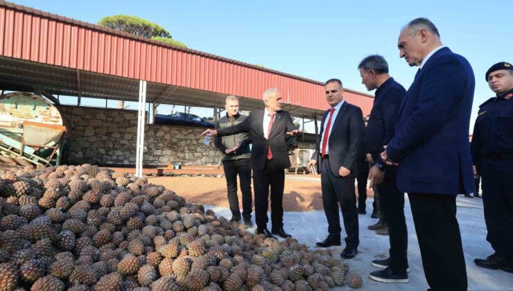 Muğla Valisi Akbıyık, Yatağan’da çam fıstığı üretimini destekleyeceğini açıkladı