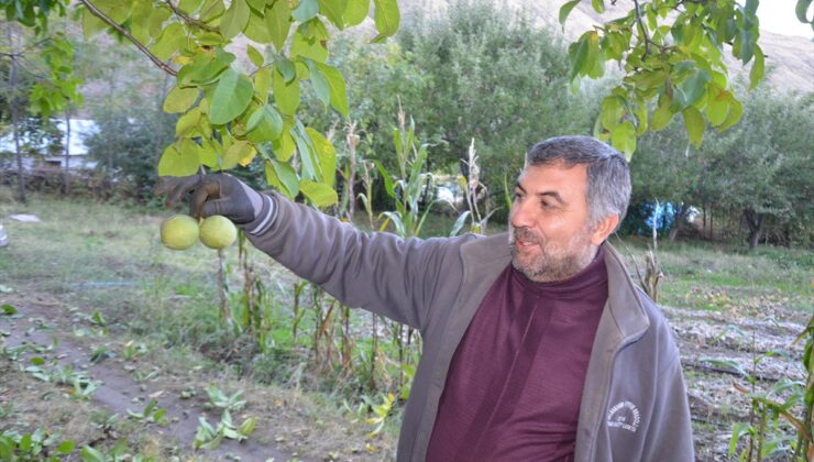 Muş’ta ceviz hasadı başladı, 5 bin dönümde 1100 ton üretim yapılıyor