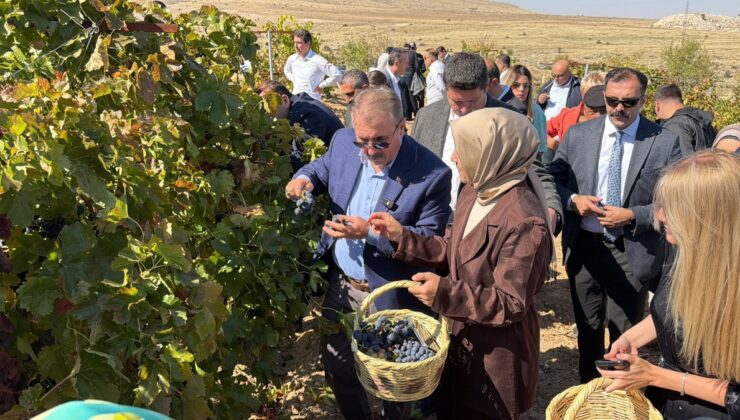 Mustafa Destici, Eskişehir Günyüzü’de üzüm hasadı yapıp bağcılık geleneğini sürdürdü