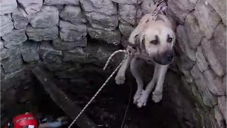 Nevşehir Ürgüp’te 4 metrelik su kuyusuna düşen 2 köpek itfaiye ekiplerince kurtarıldı