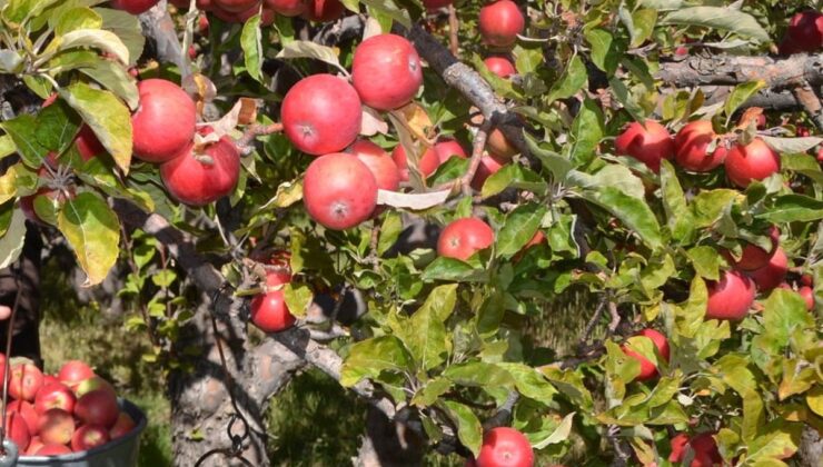 Niğde’de misket elması hasadı başladı, bu sezon 132 bin 620 ton rekolte bekleniyor