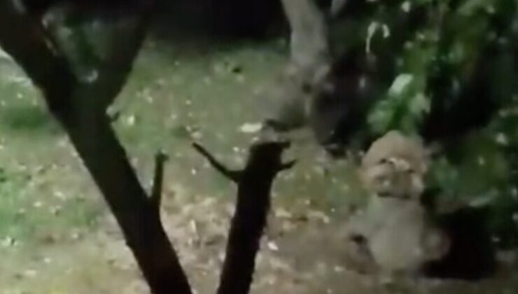 Sakarya Pamukova’da ayı bahçede elma yedi, ev sahibinin sözleri yüzleri gülümsetti
