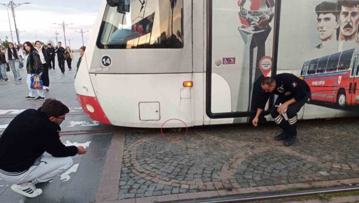 Samsun’da tramvayın altına giren yavru kedi, rayların ortasında canlı bulundu