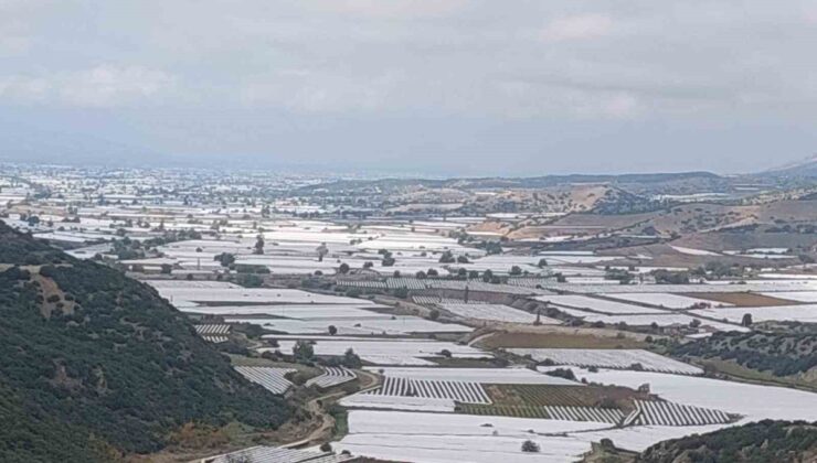 Sarıgöl’de 113 bin dekarda üzüm hasadı durgunluk ve yüksek maliyetlerle gecikti