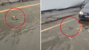 İstanbul'da şaşkına çeviren görüntü: Trafikte karşısına çıkan balığa yol verdi