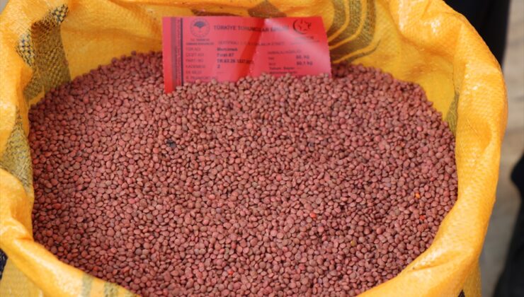 Siirt’te 600 üreticiye 176 ton kırmızı mercimek tohumu yüzde 75 hibeyle dağıtılıyor