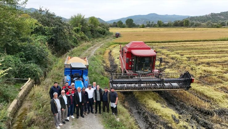 Sinop Durağan’da çeltik hasadı bu yıl Yalnızkavak köyünde başladı
