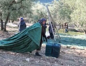 Soma’da zeytinde toplama maliyeti 20 lirayı buldu, yağlık zeytin 25 lira