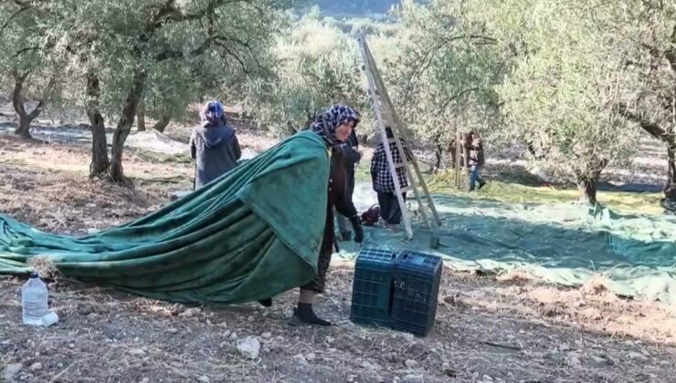 Soma’da zeytinde toplama maliyeti 20 lirayı buldu, yağlık zeytin 25 lira