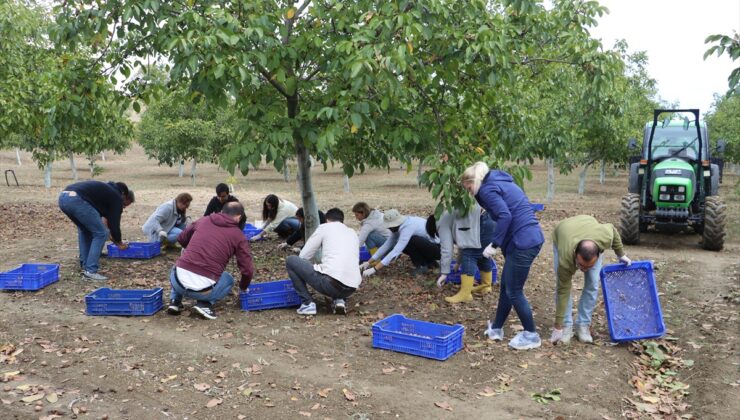 Tekirdağ Bağcılık Araştırma Enstitüsü’nde 6,5 ton ceviz rekoltesi bekleniyor