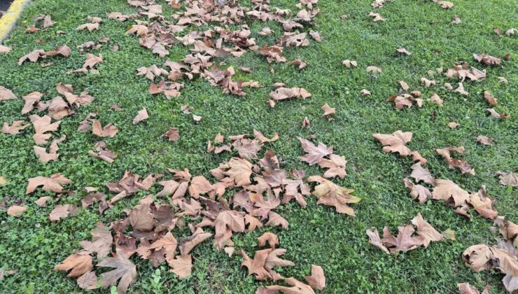 Tekirdağ Süleymanpaşa’da dökülen yapraklar yeşil alanlara sonbahar rengi kattı