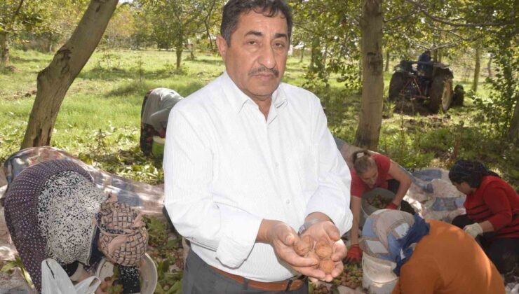 Tokat Niksar’da coğrafi işaretli ceviz hasadı başladı, 2 bin ton rekolte bekleniyor