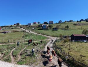 Trabzon Akçaabat’ta yaylacılar süsledikleri hayvanlarla Kayabaşı Yaylası’ndan döndü