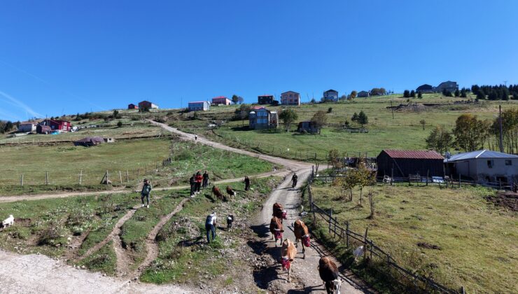 Trabzon Akçaabat’ta yaylacılar süsledikleri hayvanlarla Kayabaşı Yaylası’ndan döndü