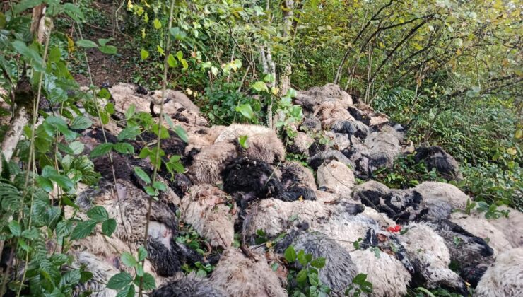 Trabzon Maçka’da ayı saldırısı paniğe yol açtı, 184 koyun uçurumdan telef oldu