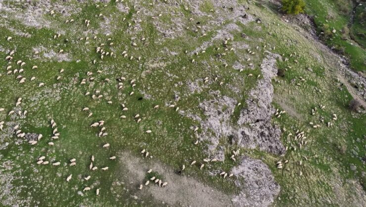 Tunceli’de küçükbaş üreticisi yem ve maliyetlerden yakınıyor, bir torba yem 1200 lira