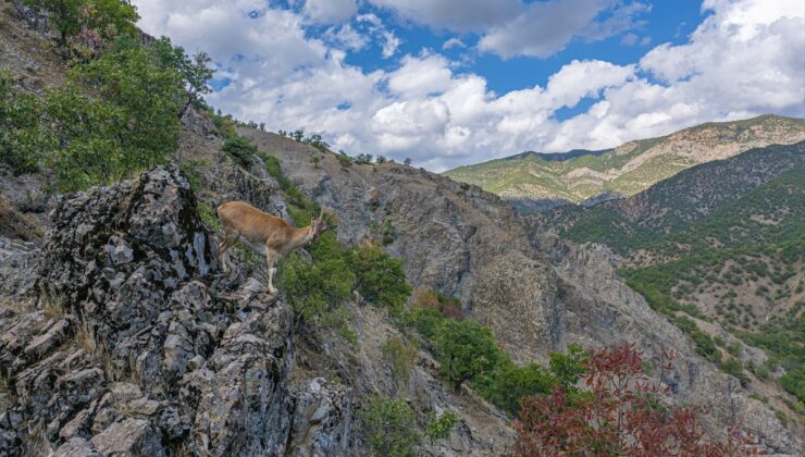 Tunceli’deki Munzur Çayı’nda kırmızı benekli alabalık avlanma yasağı uygulanıyor