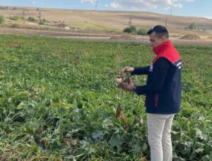 Üreticinin merakla beklediği haber geldi! Şeker pancarı alım fiyatı belli oldu