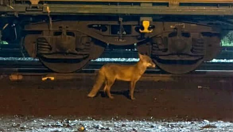 Uzmanlar Muratlı’da tren istasyonu yakınında görülen tilki nedeniyle uyardı