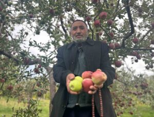 Van Edremit’te 75 yaşındaki Hasan Yurtbay, tek ağaçta iki renkte elma yetiştirdi