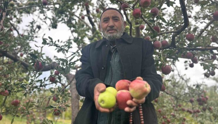 Van Edremit’te 75 yaşındaki Hasan Yurtbay, tek ağaçta iki renkte elma yetiştirdi